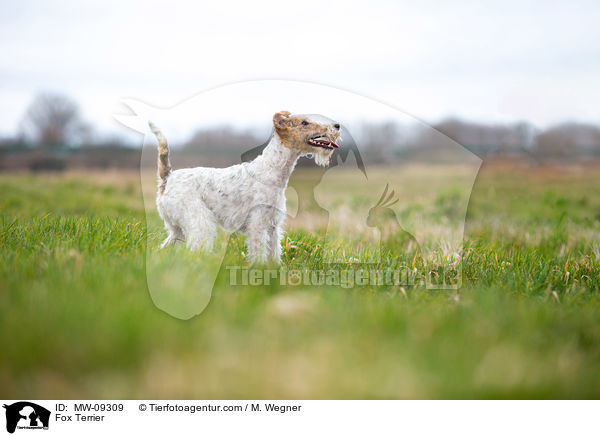 Fox Terrier / MW-09309