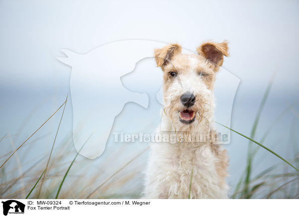 Fox Terrier Portrait / MW-09324