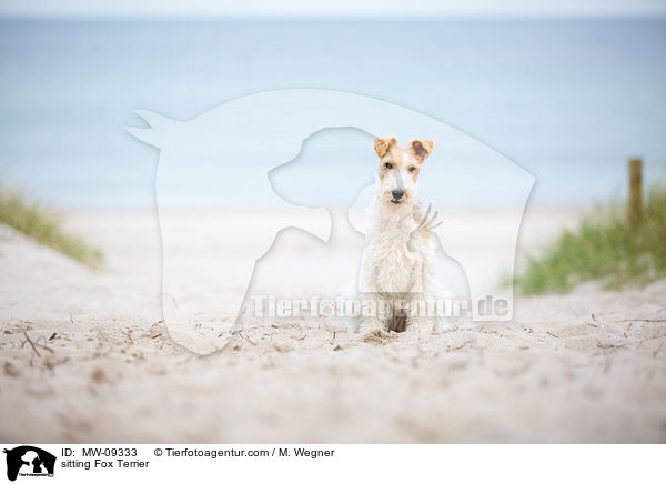 sitting Fox Terrier / MW-09333