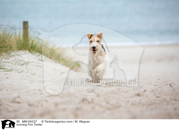 running Fox Terrier / MW-09337