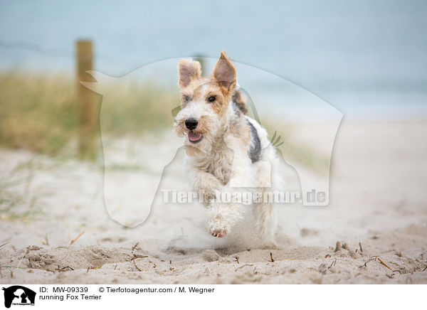running Fox Terrier / MW-09339