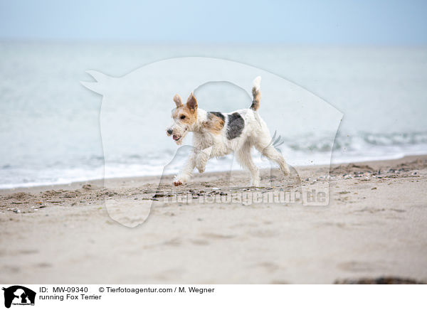 running Fox Terrier / MW-09340