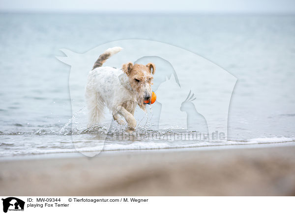 playing Fox Terrier / MW-09344