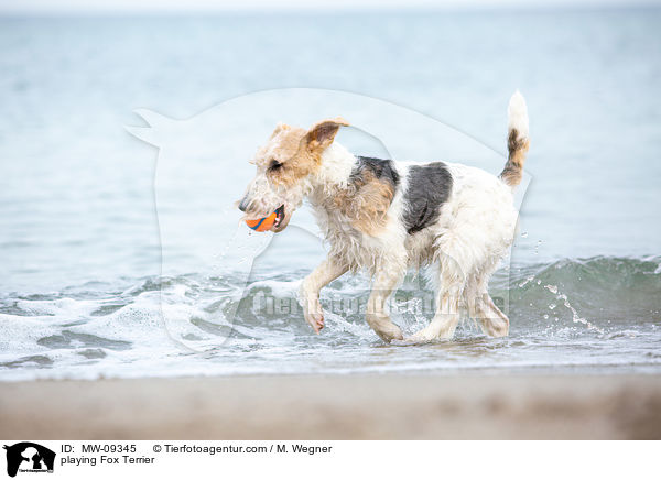 playing Fox Terrier / MW-09345