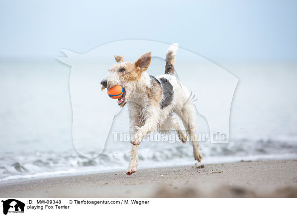 playing Fox Terrier / MW-09348