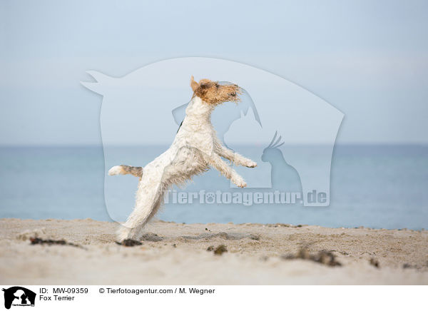 Fox Terrier / MW-09359