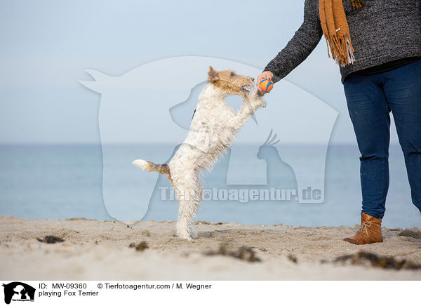 playing Fox Terrier / MW-09360