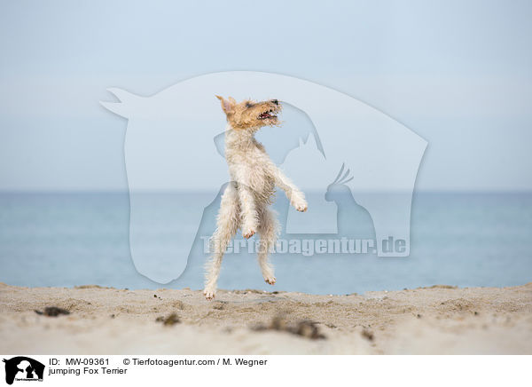 jumping Fox Terrier / MW-09361