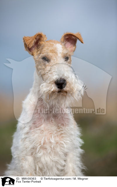 Fox Terrier Portrait / MW-09363