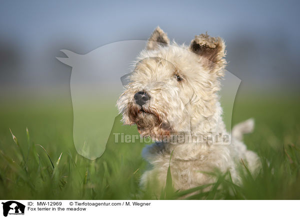 Fox terrier in the meadow / MW-12969