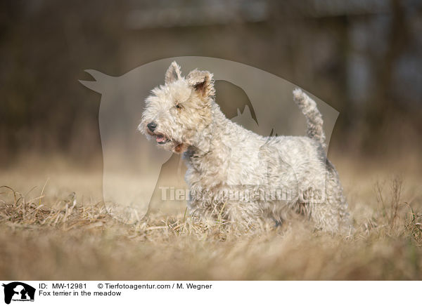 Fox terrier in the meadow / MW-12981