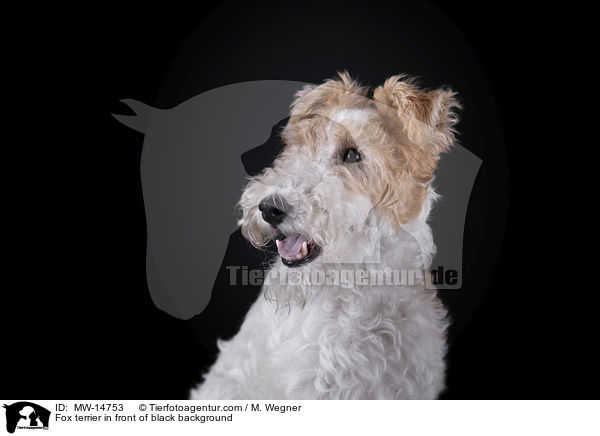 Fox terrier in front of black background / MW-14753