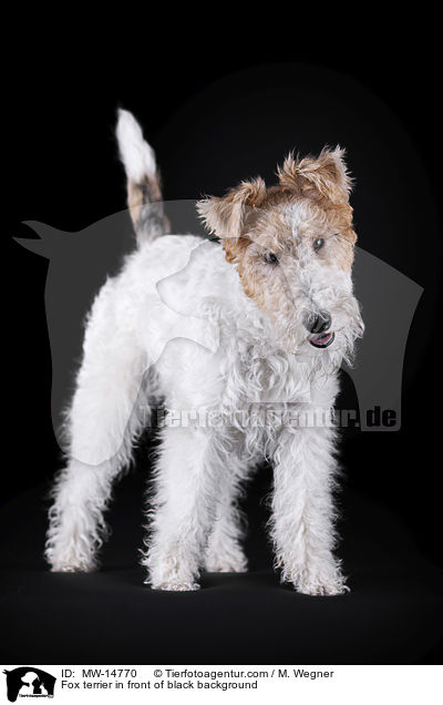 Fox terrier in front of black background / MW-14770