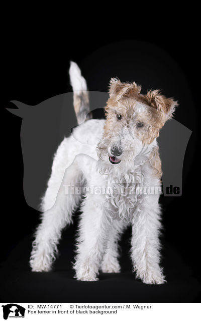 Fox terrier in front of black background / MW-14771