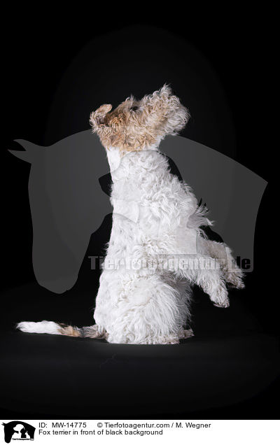 Fox terrier in front of black background / MW-14775