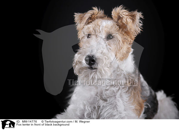 Fox terrier in front of black background / MW-14776
