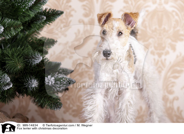 Fox terrier with christmas decoration / MW-14834