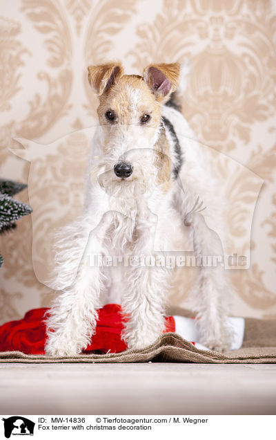 Fox terrier with christmas decoration / MW-14836