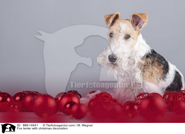Fox terrier with christmas decoration / MW-14841