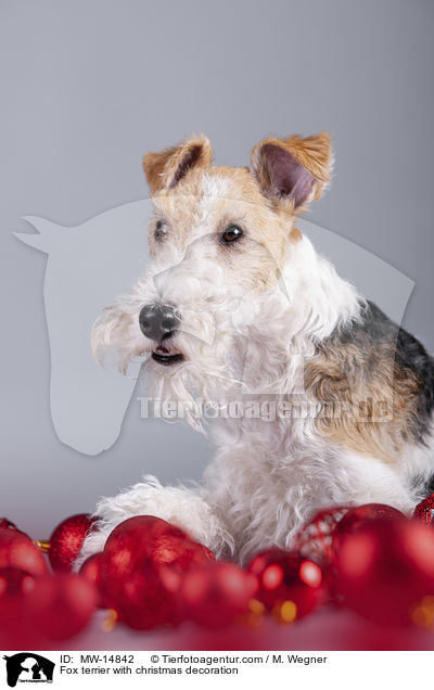 Fox terrier with christmas decoration / MW-14842