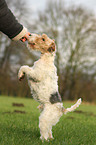 Foxterrier shows trick