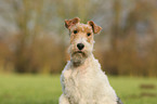 Foxterrier Portrait