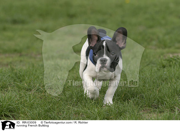 rennende Franzsische Bulldogge / running French Bulldog / RR-03009