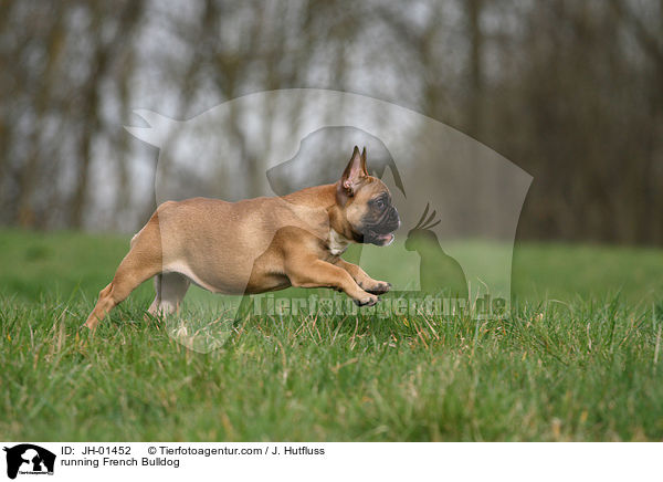 running French Bulldog / JH-01452