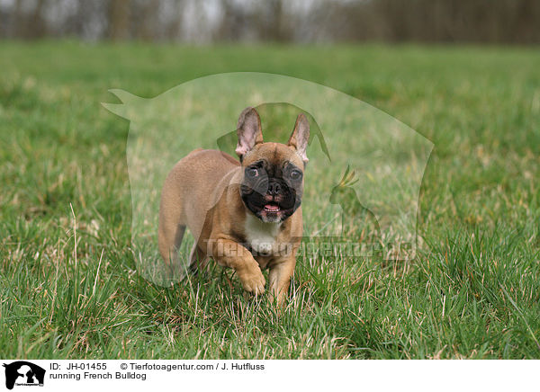 running French Bulldog / JH-01455
