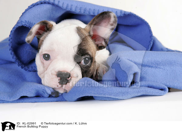French Bulldog Puppy / KL-02991