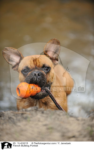 French Bulldog Portrait / YJ-03215