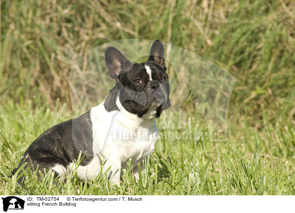 sitzende Franzsische Bulldogge / sitting French Bulldog / TM-02754