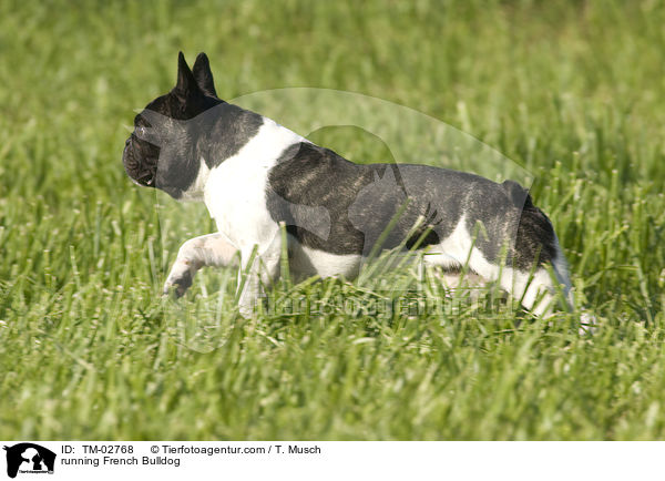 rennende Franzsische Bulldogge / running French Bulldog / TM-02768
