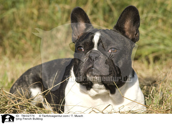 liegende Franzsische Bulldogge / lying French Bulldog / TM-02774
