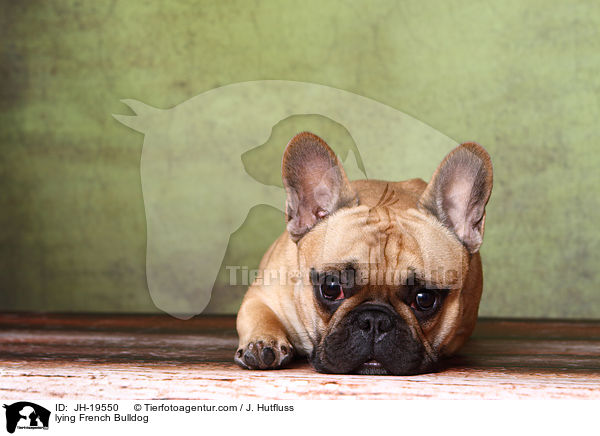 lying French Bulldog / JH-19550