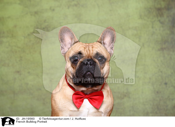 French Bulldog Portrait / JH-19560
