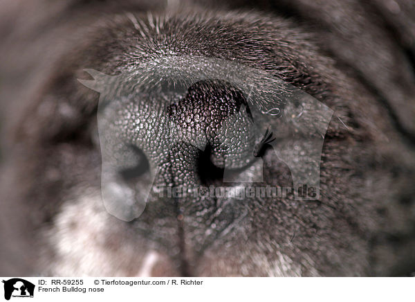 Franzsische Bulldogge Nase / French Bulldog nose / RR-59255