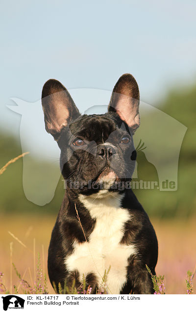 Franzsische Bulldogge Portrait / French Bulldog Portrait / KL-14717
