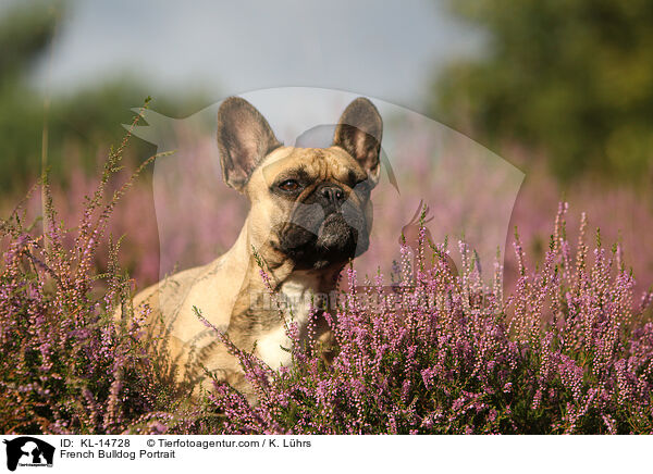 Franzsische Bulldogge Portrait / French Bulldog Portrait / KL-14728