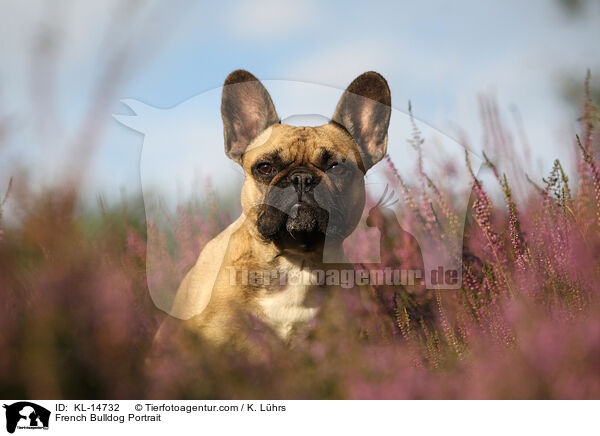 Franzsische Bulldogge Portrait / French Bulldog Portrait / KL-14732