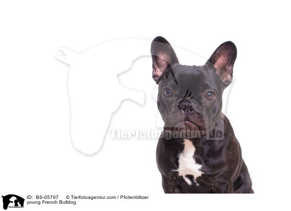junge Franzsische Bulldogge / young French Bulldog / BS-05797