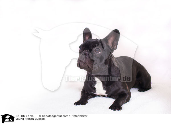 junge Franzsische Bulldogge / young French Bulldog / BS-05798
