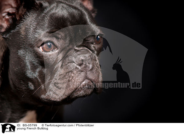 junge Franzsische Bulldogge / young French Bulldog / BS-05799