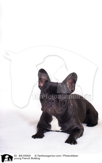 junge Franzsische Bulldogge / young French Bulldog / BS-05800