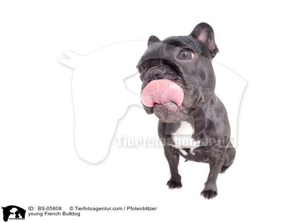 junge Franzsische Bulldogge / young French Bulldog / BS-05808
