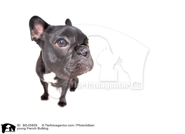 junge Franzsische Bulldogge / young French Bulldog / BS-05809