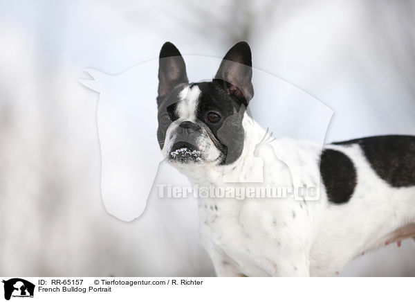 Franzsische Bulldogge Portrait / French Bulldog Portrait / RR-65157