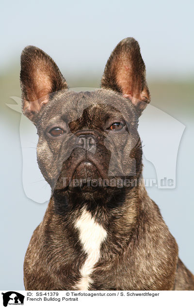 French Bulldog Portrait / SS-41379