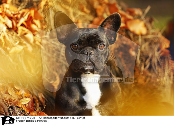 French Bulldog Portrait / RR-74795