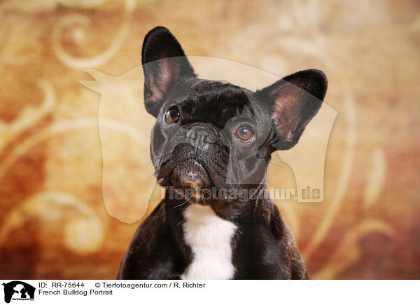 French Bulldog Portrait / RR-75644